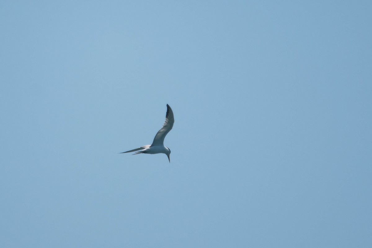 Great Crested Tern - ML255855751