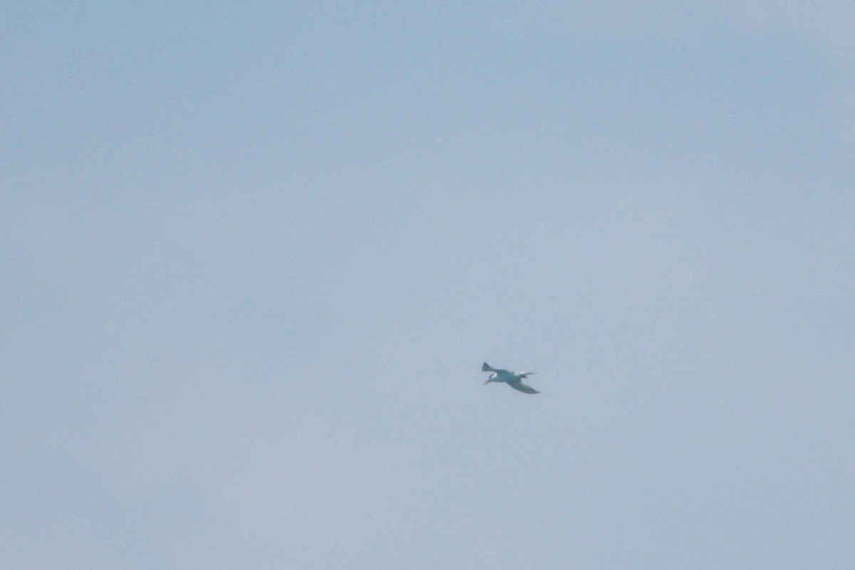 Great Crested Tern - ML255855761