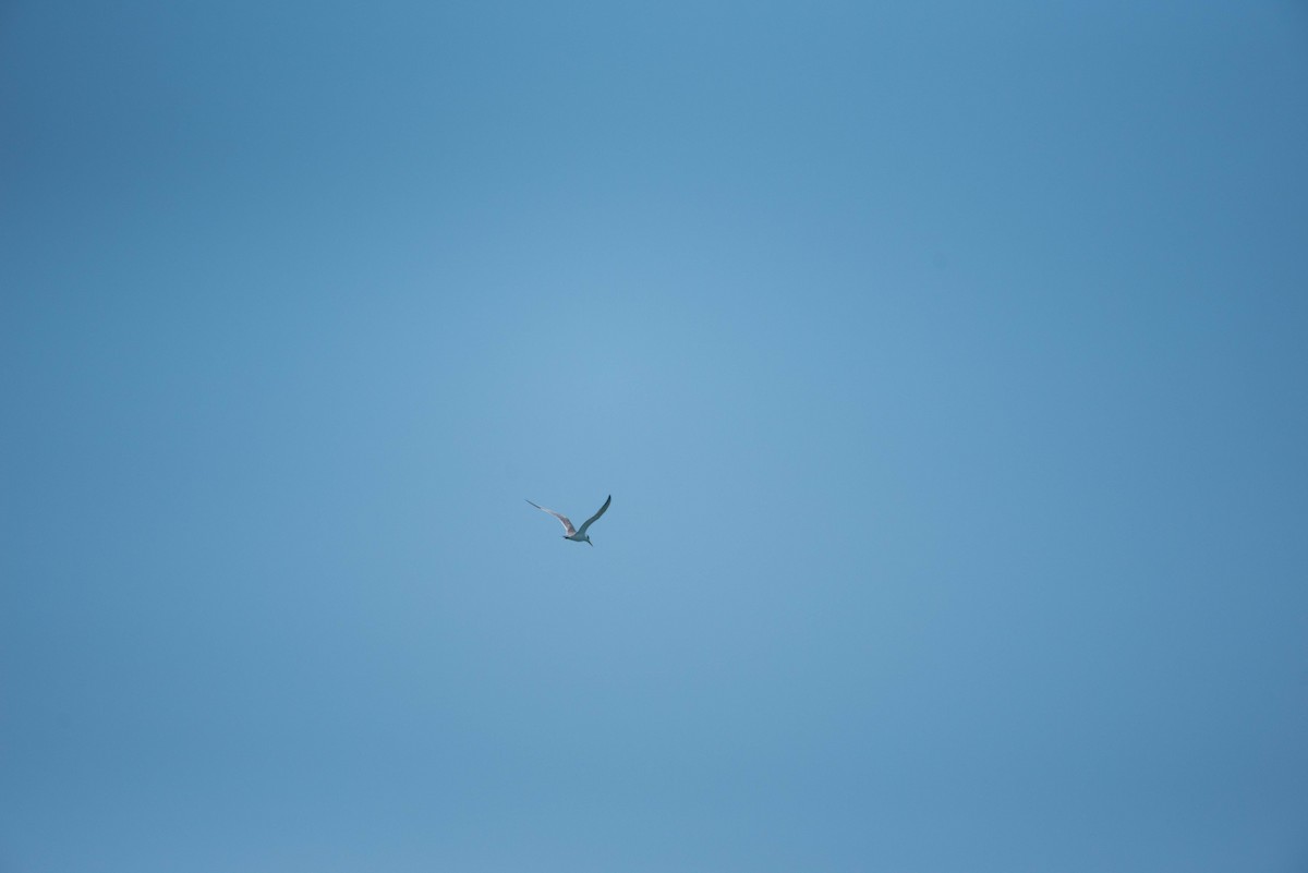 Great Crested Tern - ML255855771