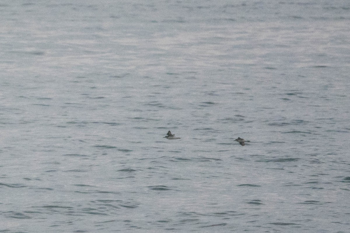 Greater Sand-Plover - ML255855821