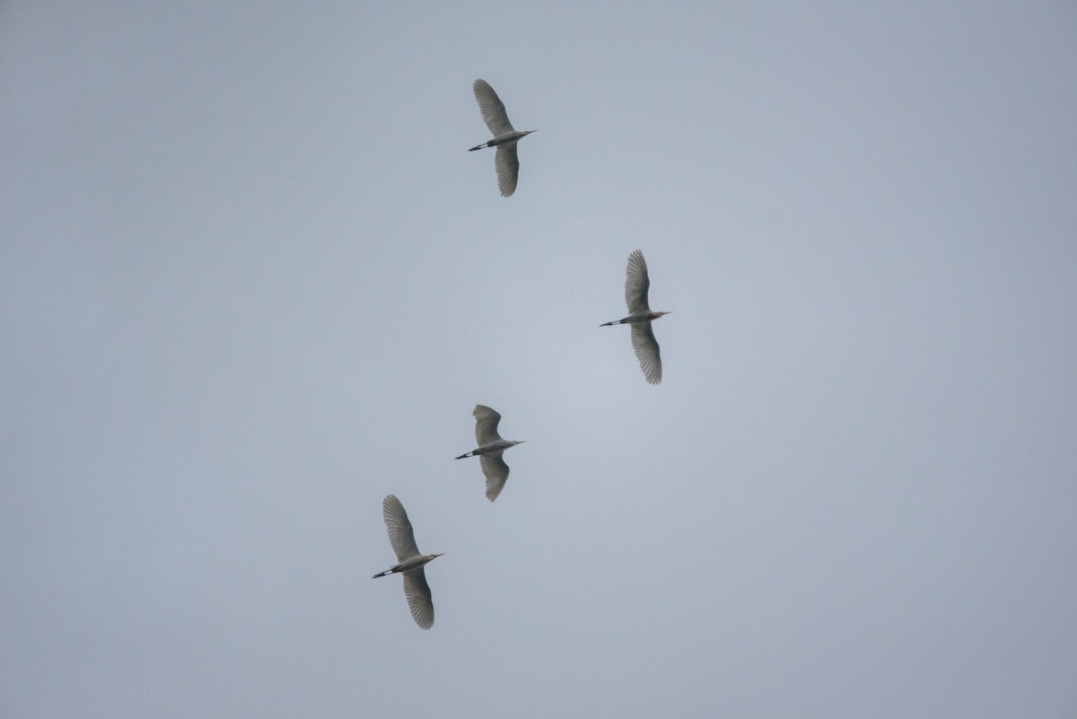 Eastern Cattle-Egret - ML255855851