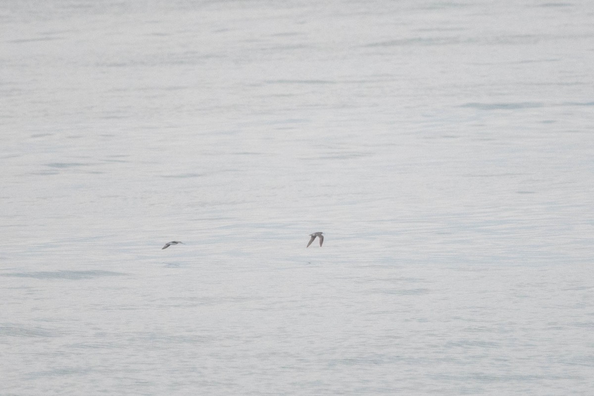Eurasian Whimbrel - ML255855861