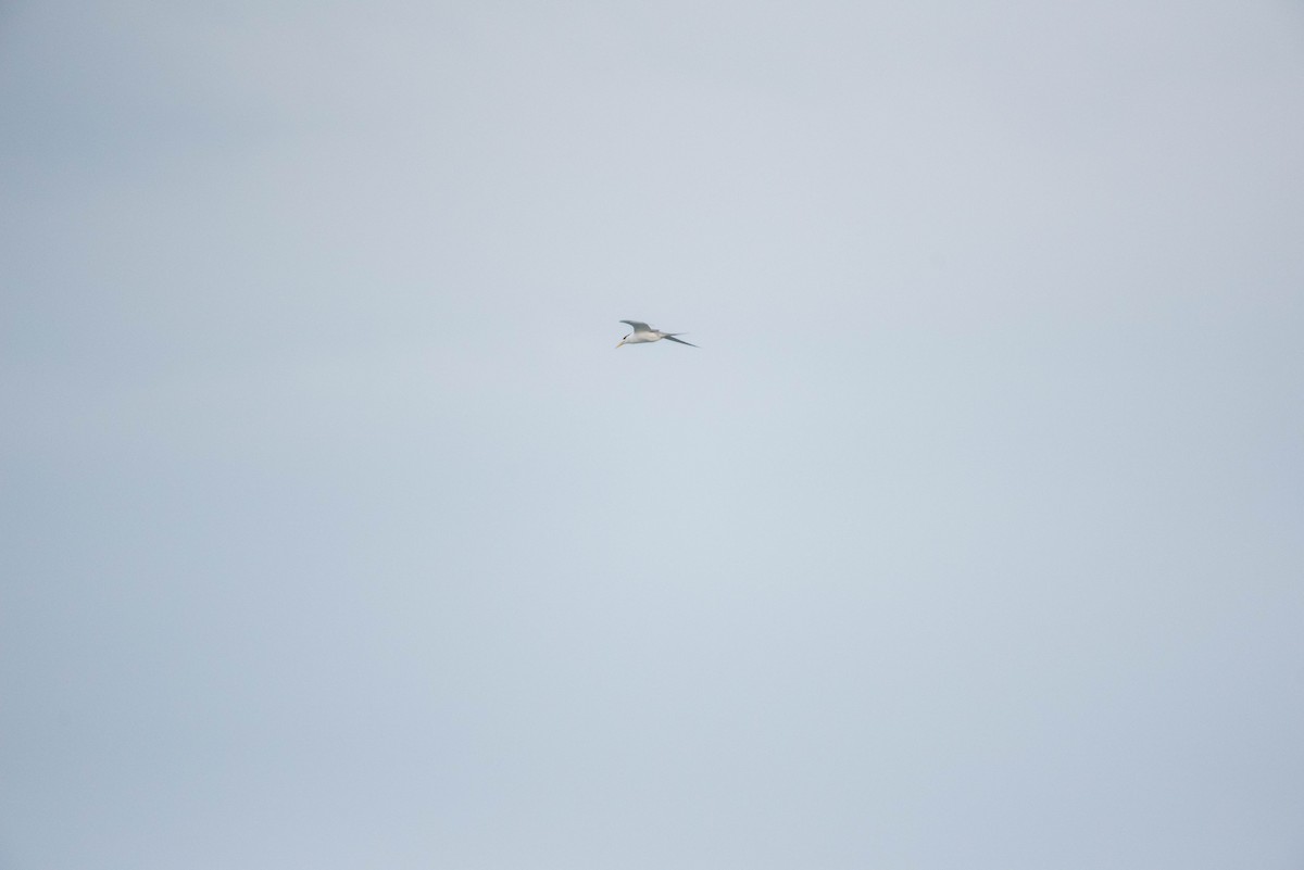 Great Crested Tern - ML255855891