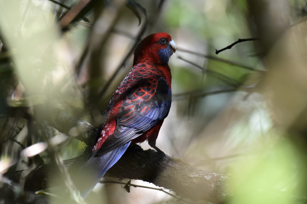 Crimson Rosella - ML255857101
