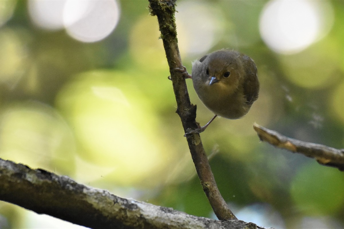 Atherton Scrubwren - ML255857151