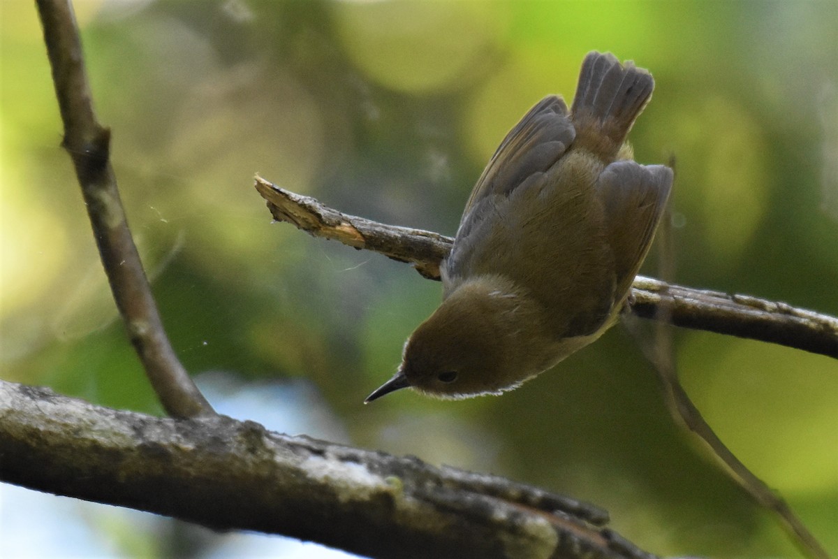 Atherton Scrubwren - ML255857161