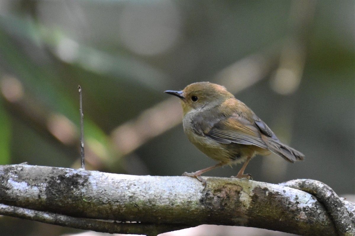 Atherton Scrubwren - ML255857171
