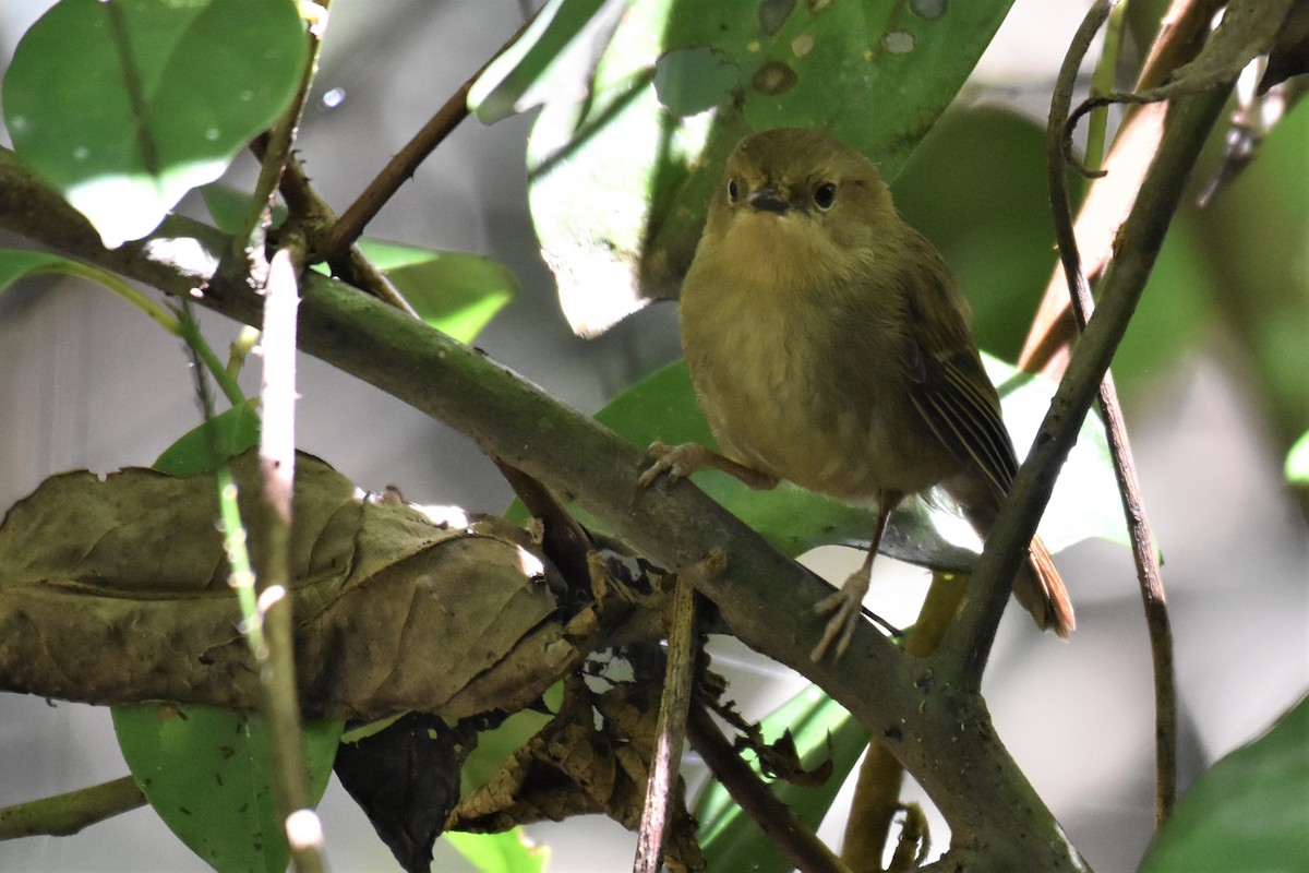 Atherton Scrubwren - ML255857181