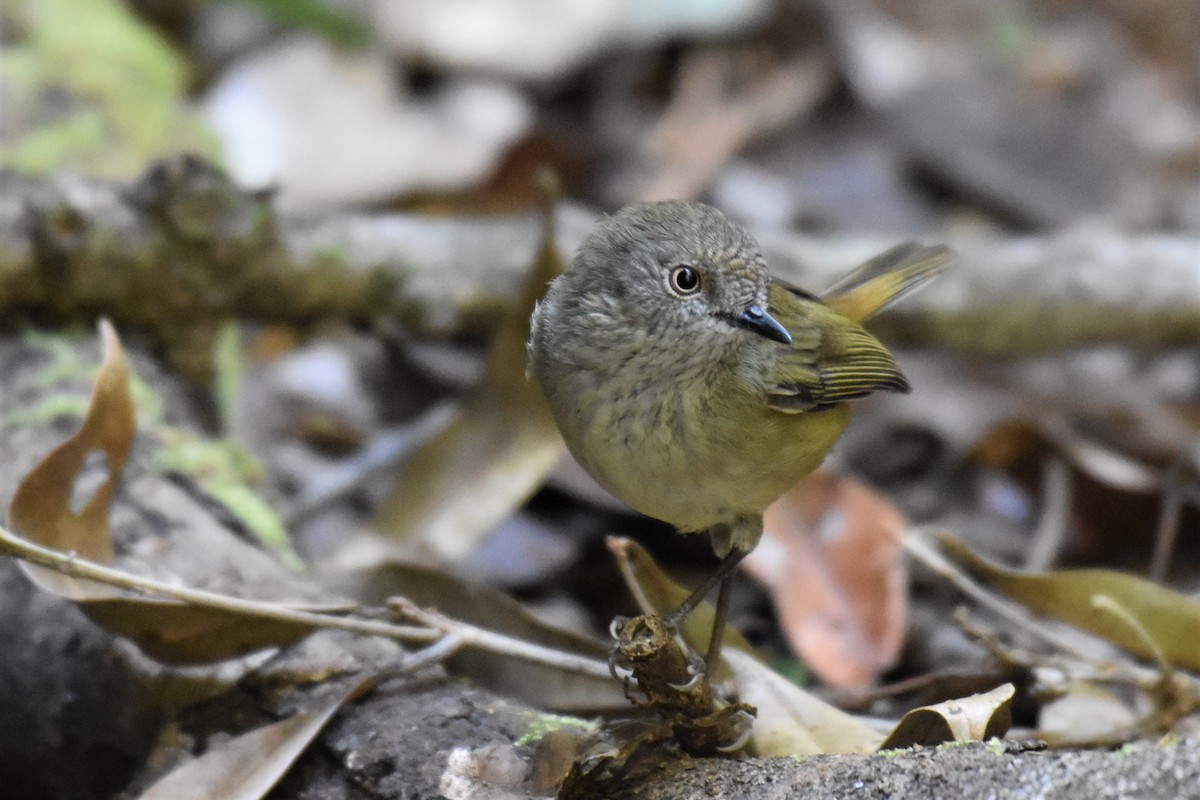 Mountain Thornbill - ML255857251