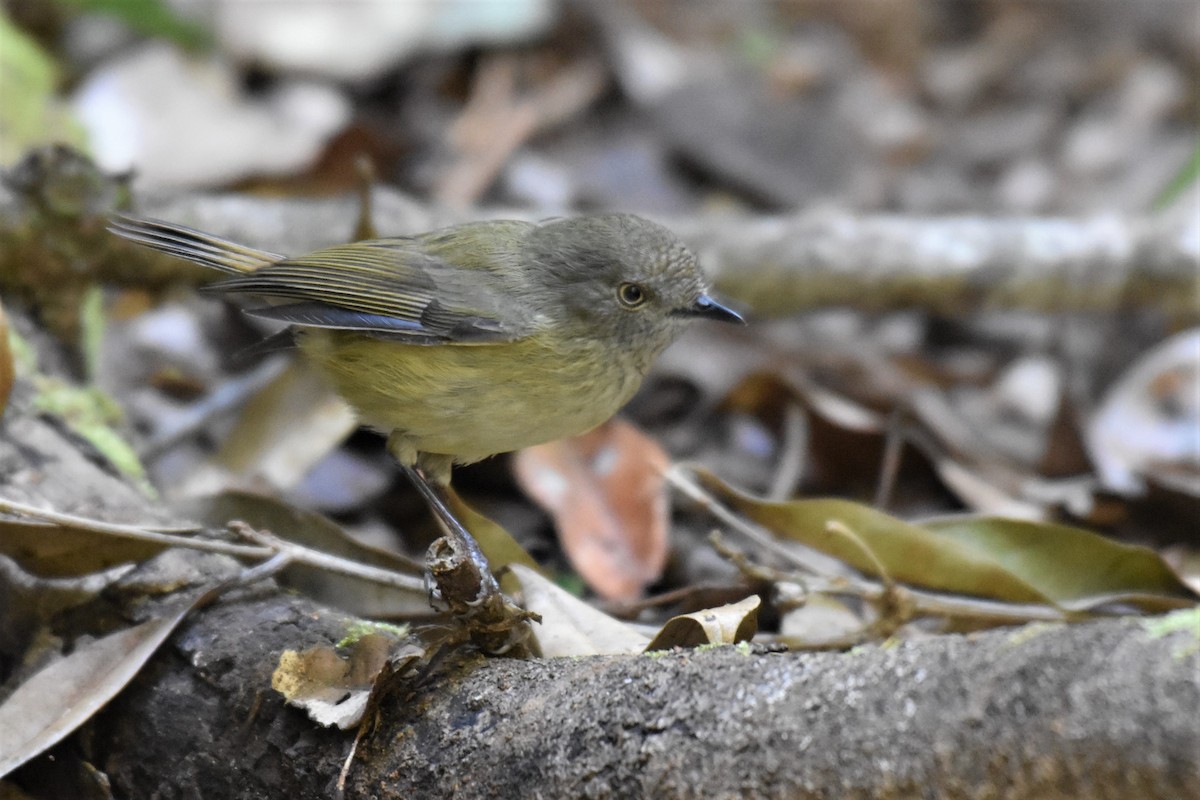 Mountain Thornbill - ML255857261