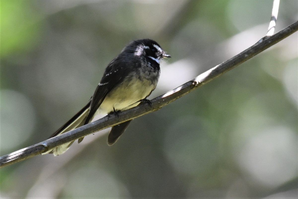 Gray Fantail (keasti) - ML255857311