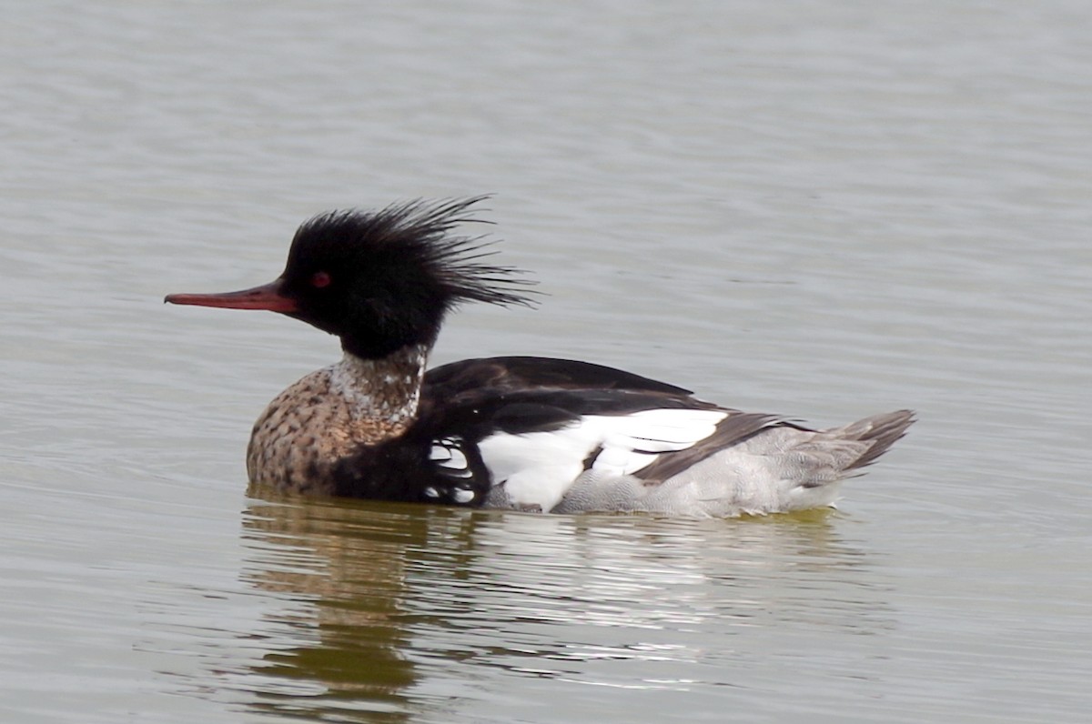 Red-breasted Merganser - Volker Heinrich