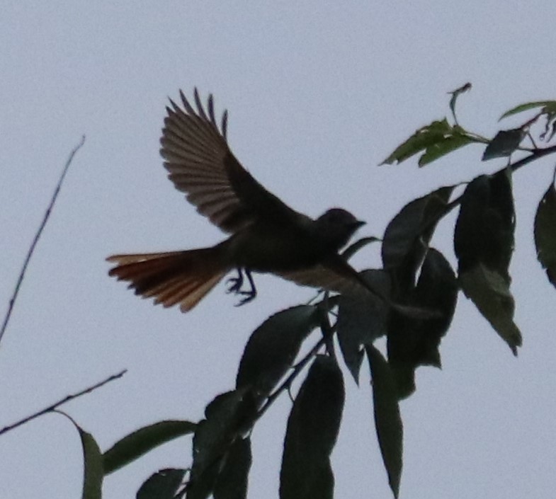 Great Crested Flycatcher - ML255861231