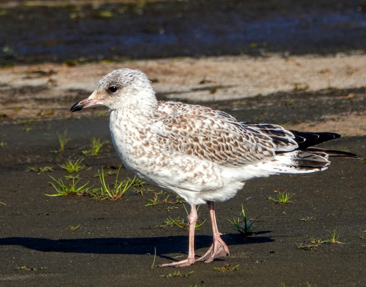 Ring-billed Gull - Clem Nilan