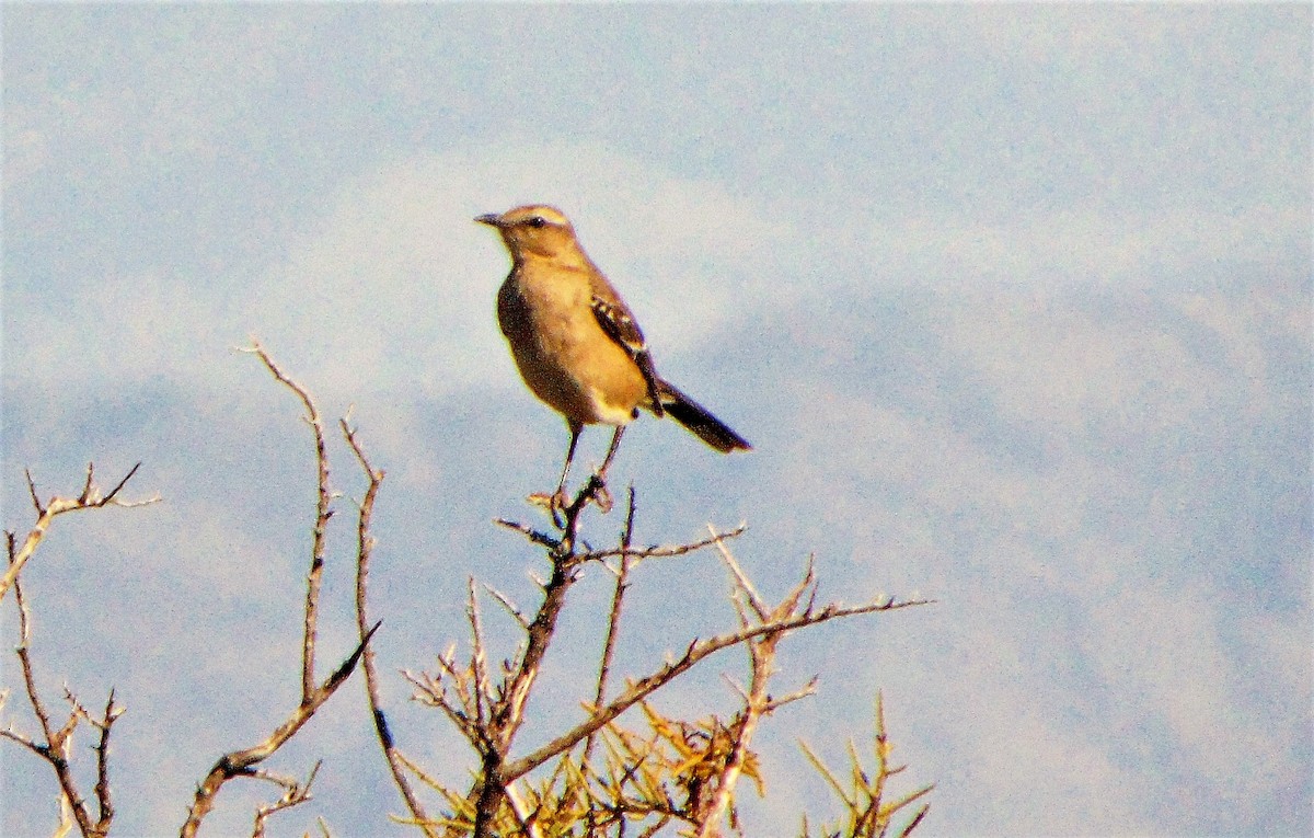 Sinsonte Patagón - ML255862481