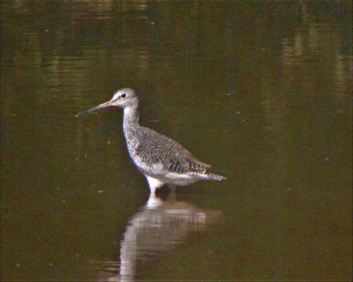 Greater Yellowlegs - ML255863501