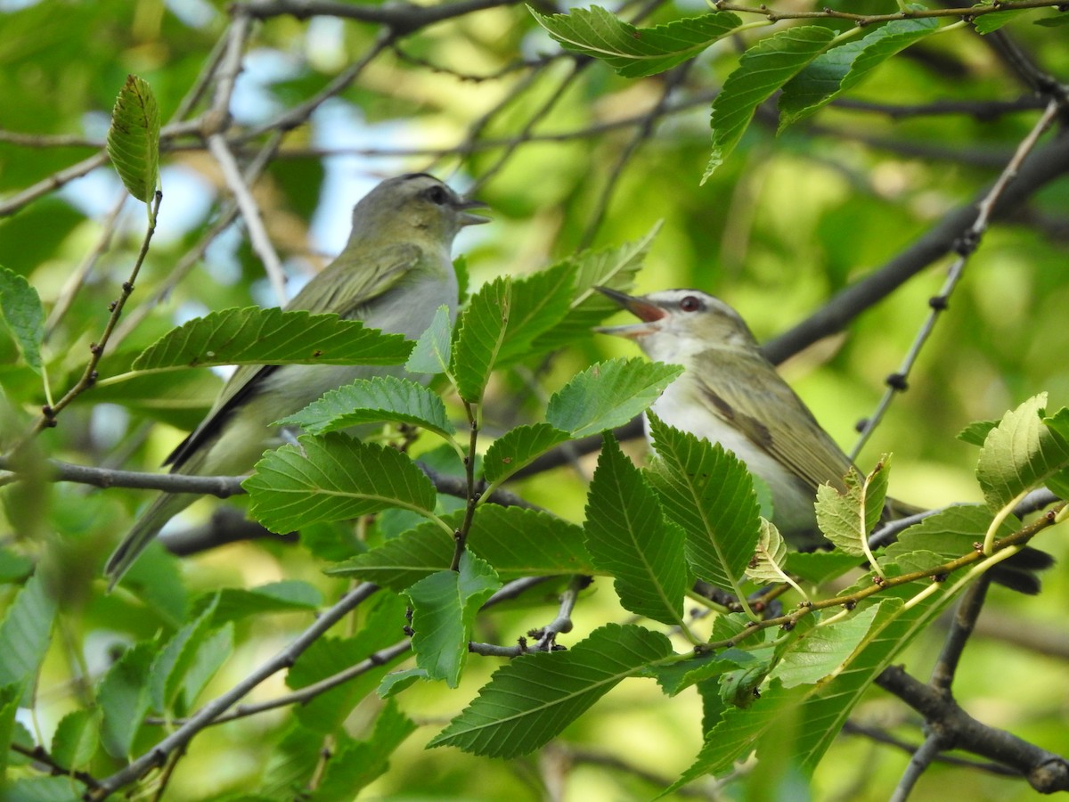 Kızıl Gözlü Vireo - ML255863591