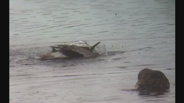 willetsnipe (semipalmata) - ML255863661