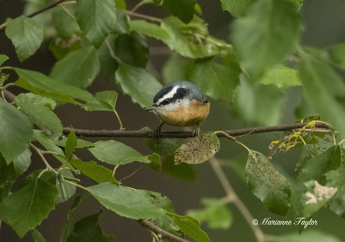 Red-breasted Nuthatch - ML255864581