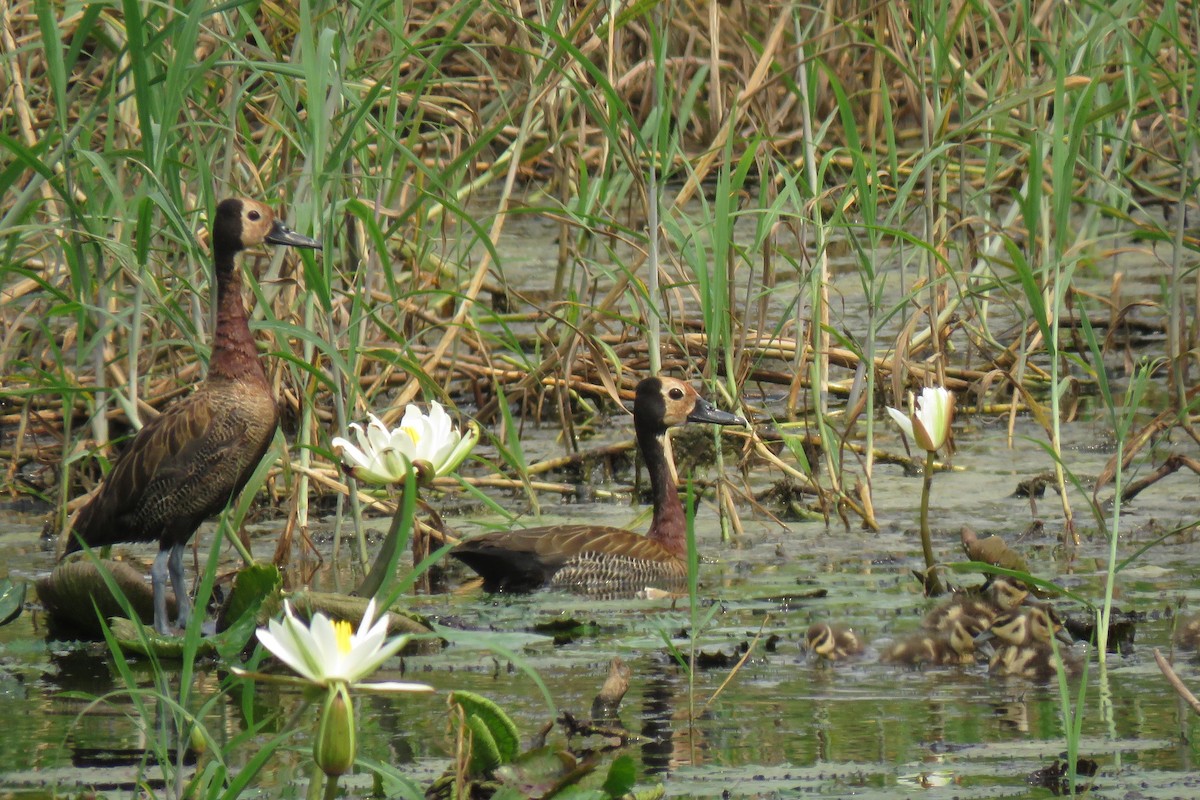 White-faced Whistling-Duck - ML255864951