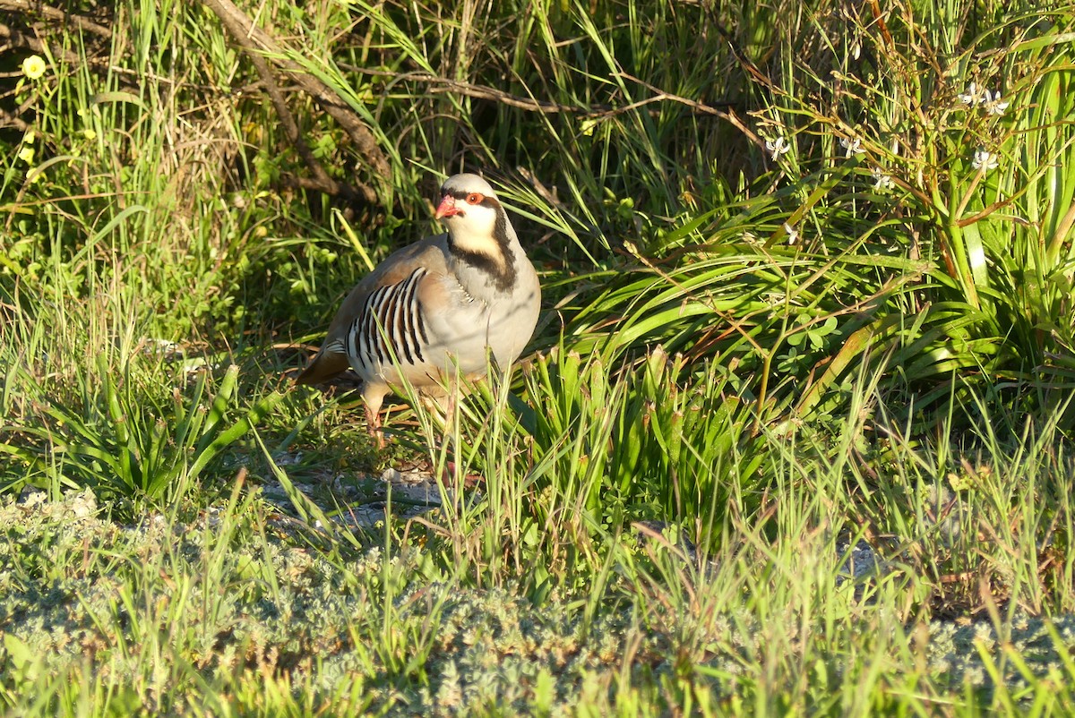 ML255865041 - Chukar - Macaulay Library