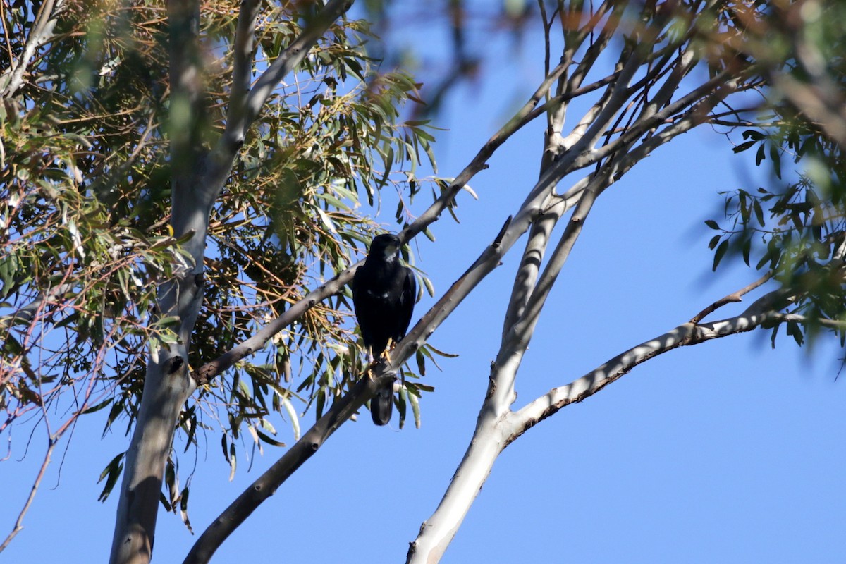 Black Goshawk - ML255865281