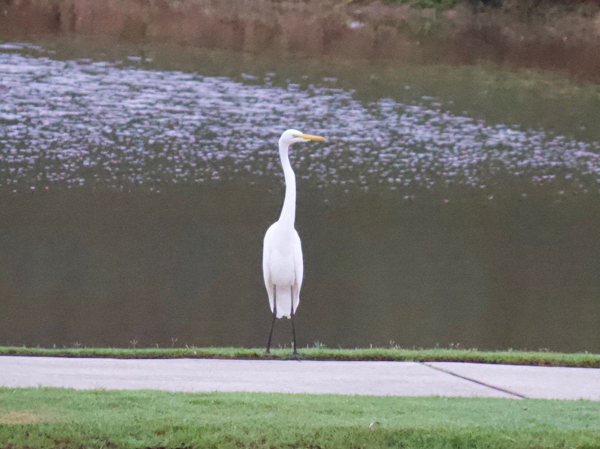 Great Egret - ML255865881