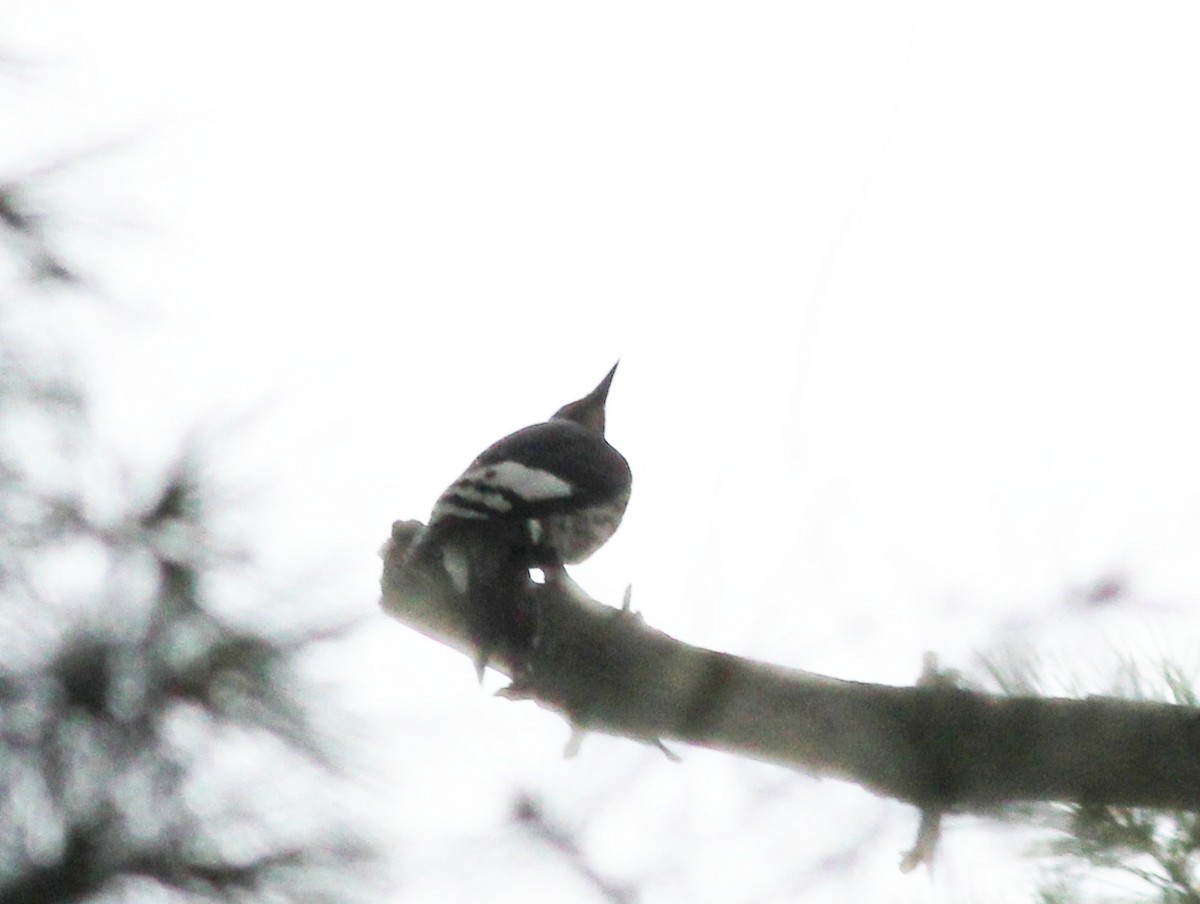 Red-headed Woodpecker - ML255866781