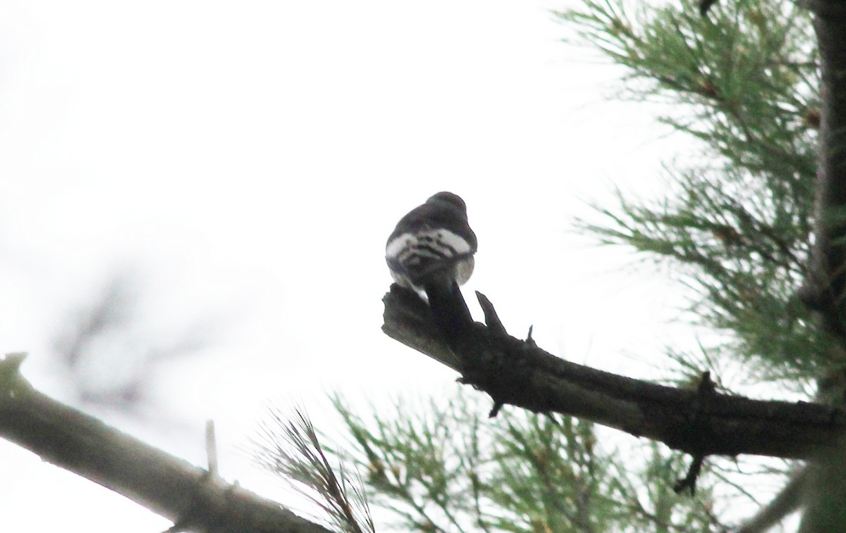 Red-headed Woodpecker - ML255866791