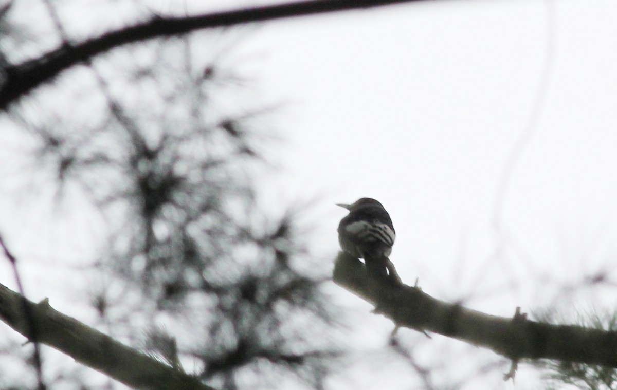 Red-headed Woodpecker - ML255866801