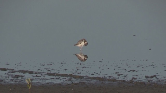 Wilson's Plover - ML255867021