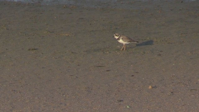 Semipalmated Plover - ML255867821