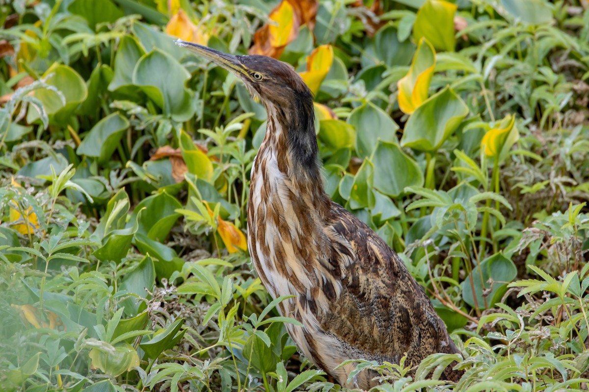 American Bittern - Yvon Boulanger