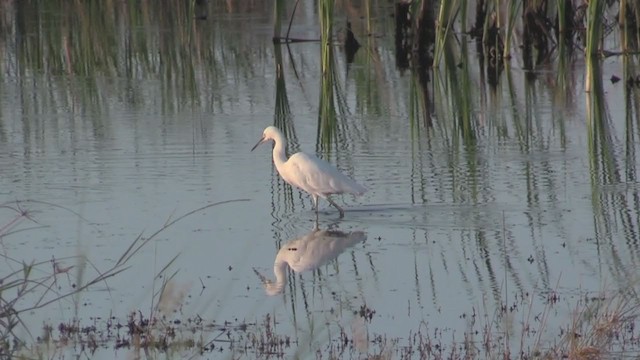 Snowy Egret - ML255868461