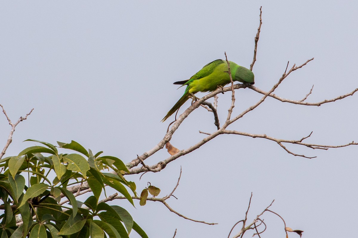 Layard's Parakeet - ML255869411