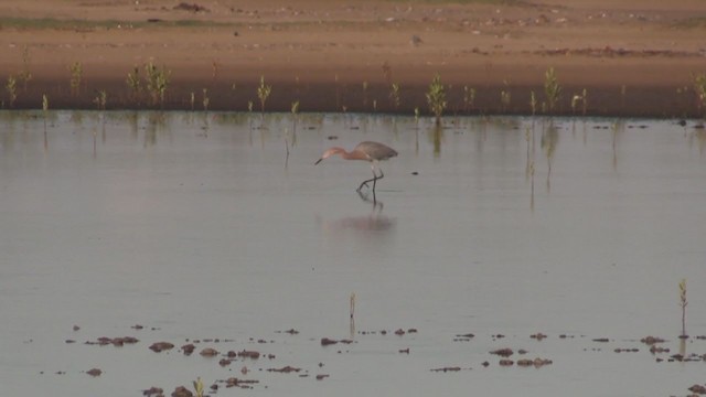 Reddish Egret - ML255870481