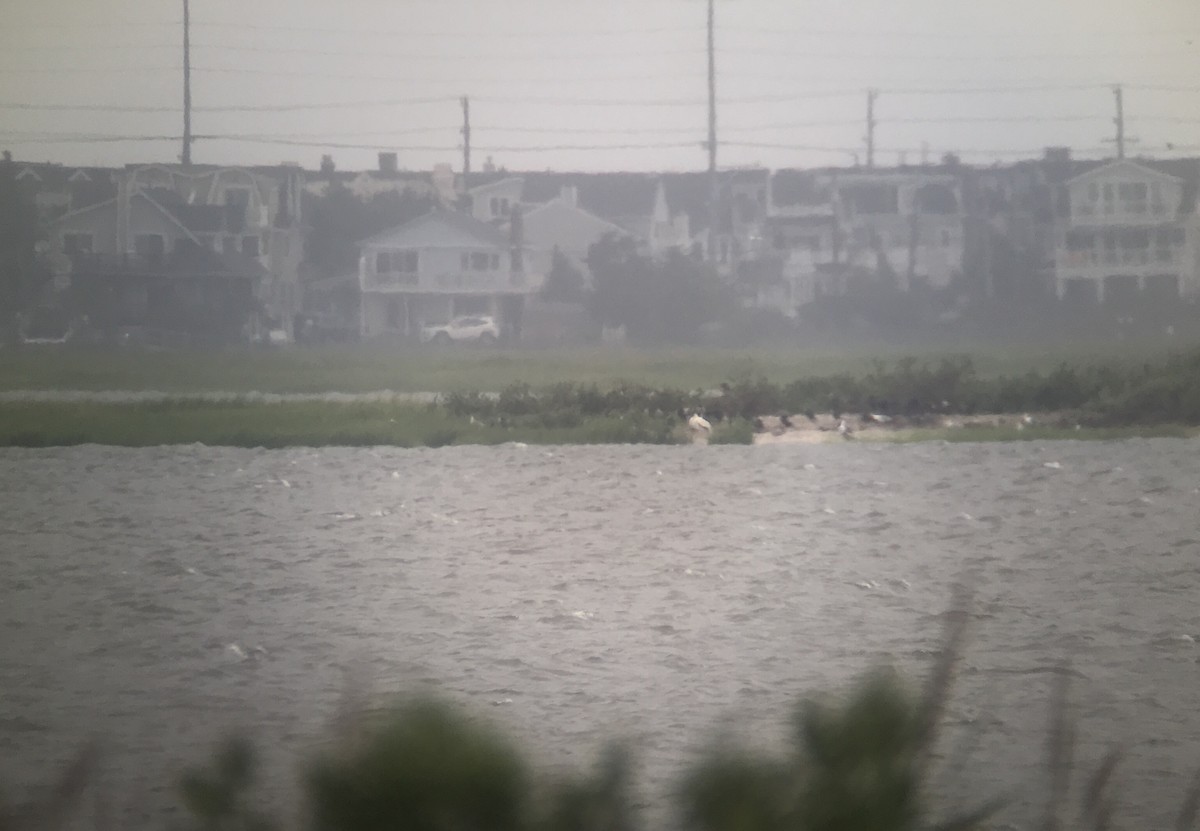 American White Pelican - ML255871141