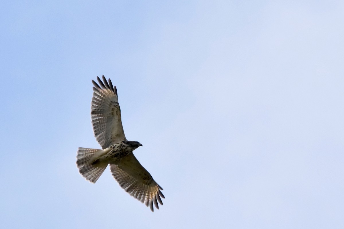 Red-shouldered Hawk - ML255871571