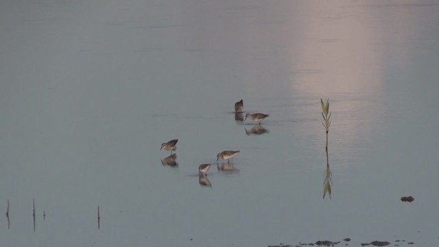 Bécasseau minuscule - ML255874691