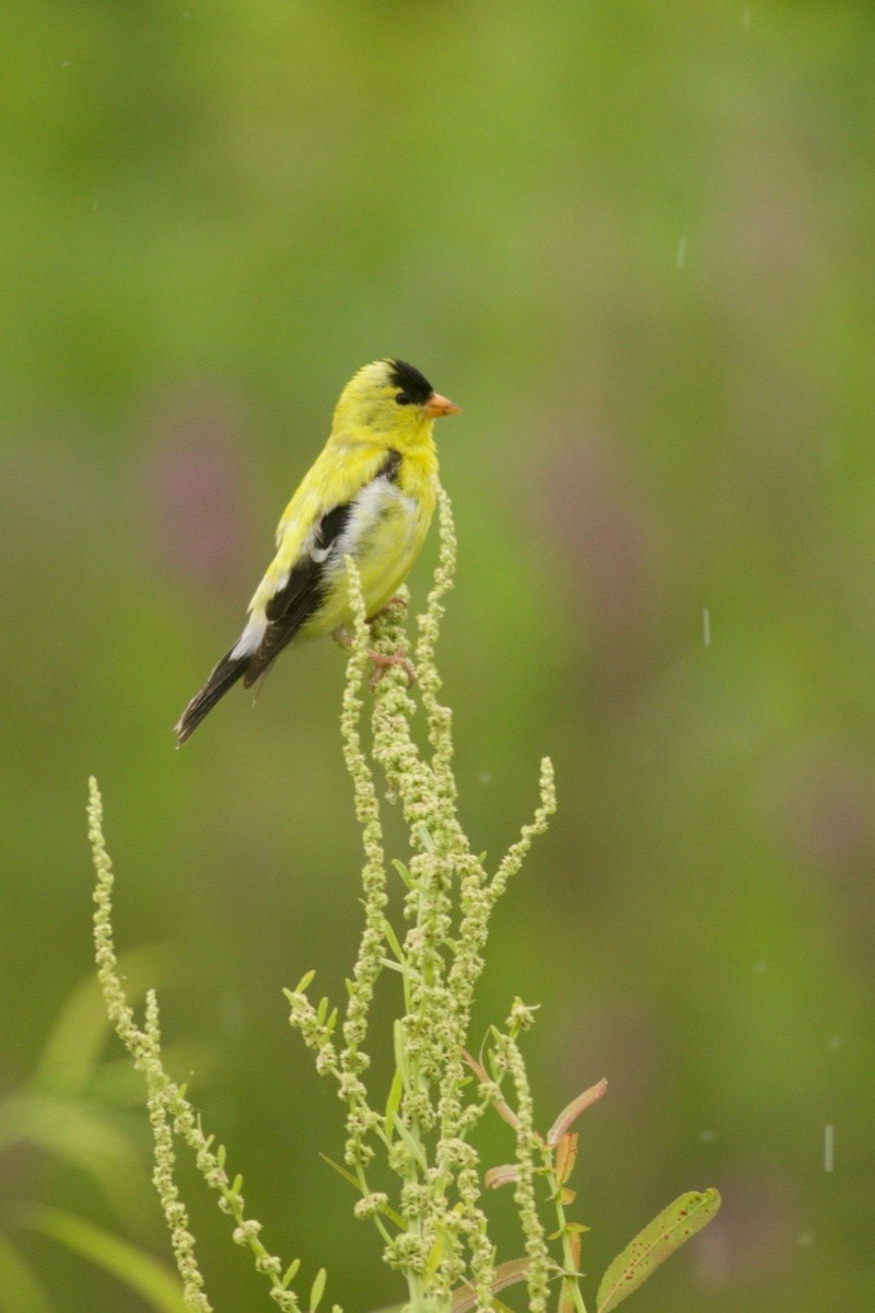 American Goldfinch - ML255876031