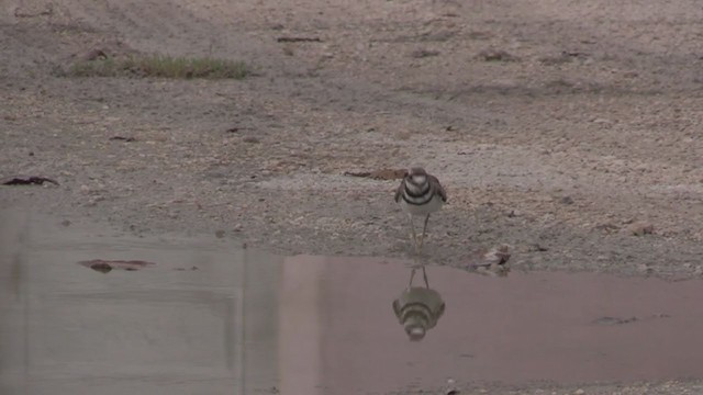 חופמי כפול-צווארון - ML255876871