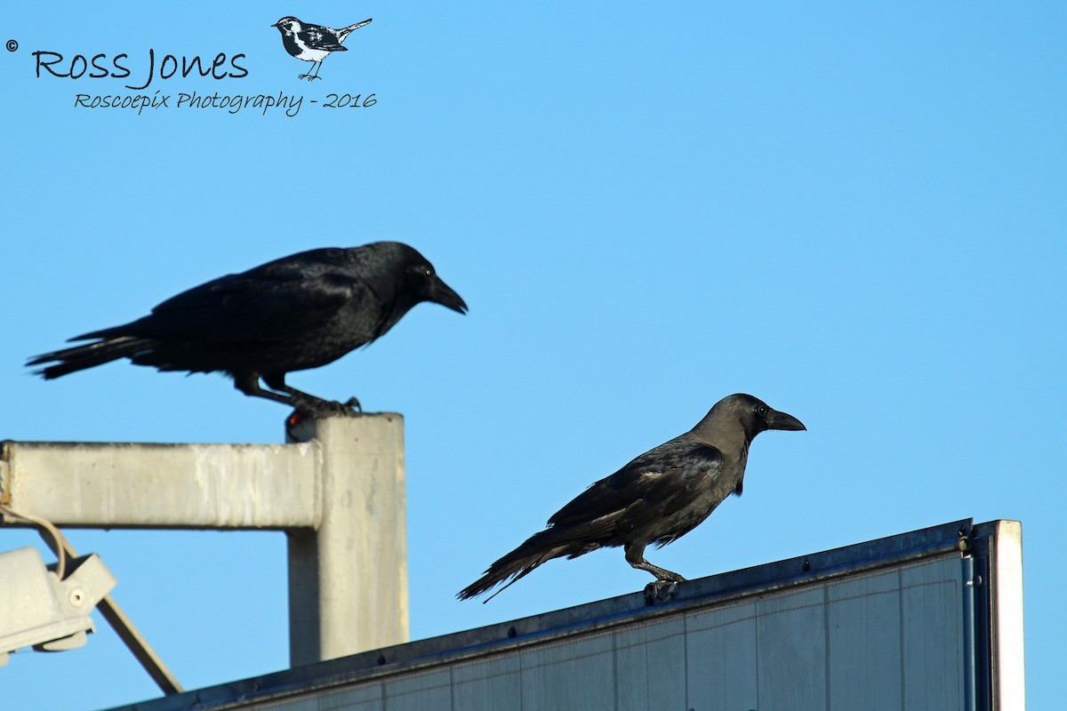 House Crow - ML25587701