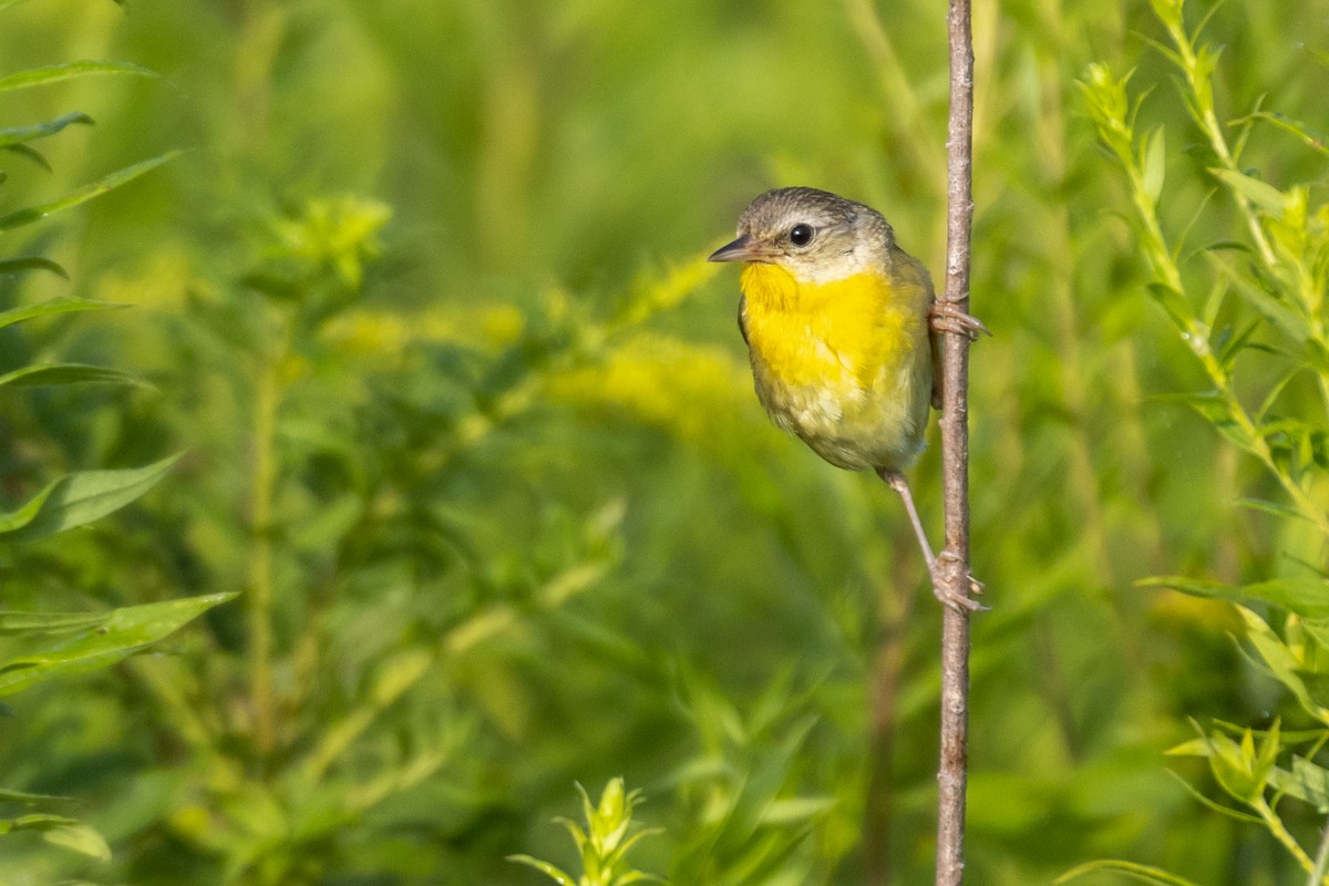 Common Yellowthroat - ML255878521