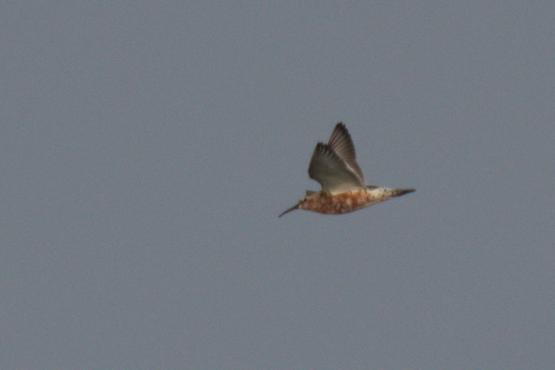 Curlew Sandpiper - Yizhar Amir