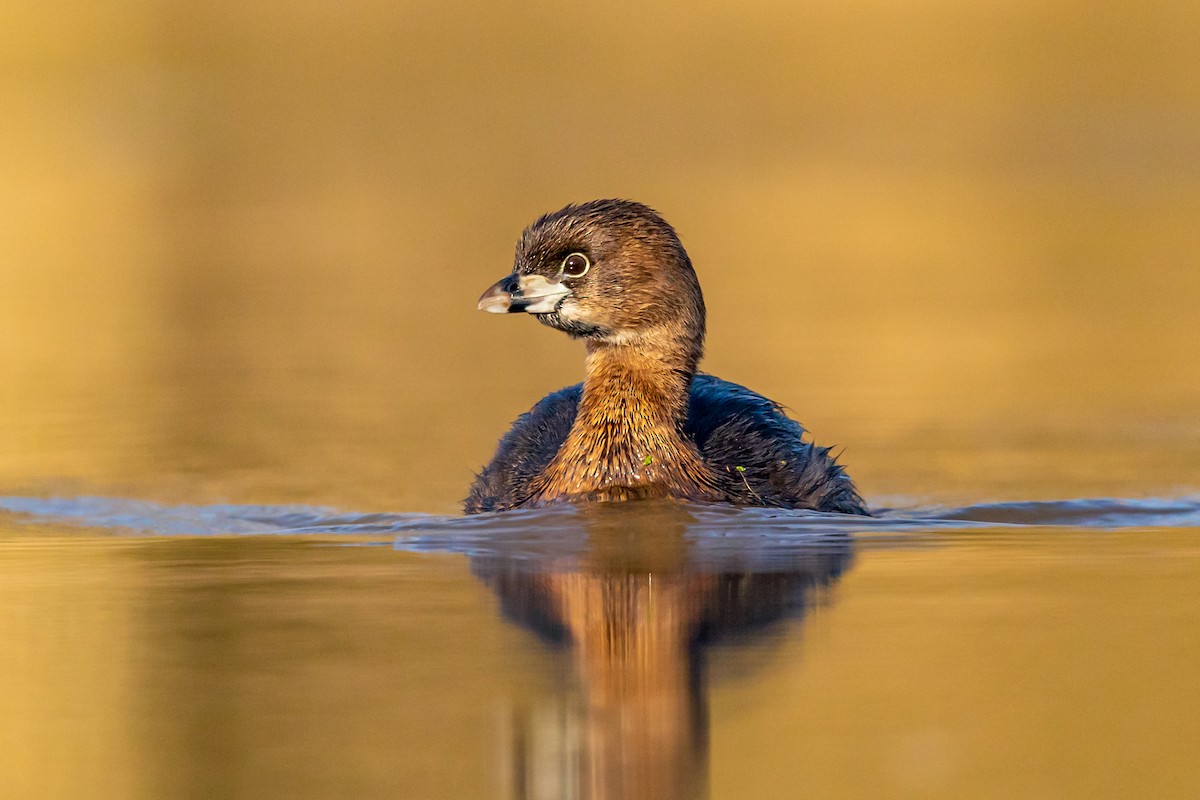 Pied-billed Grebe - ML255879361