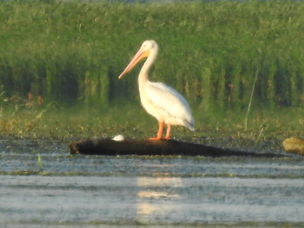 pelikán severoamerický - ML255879501