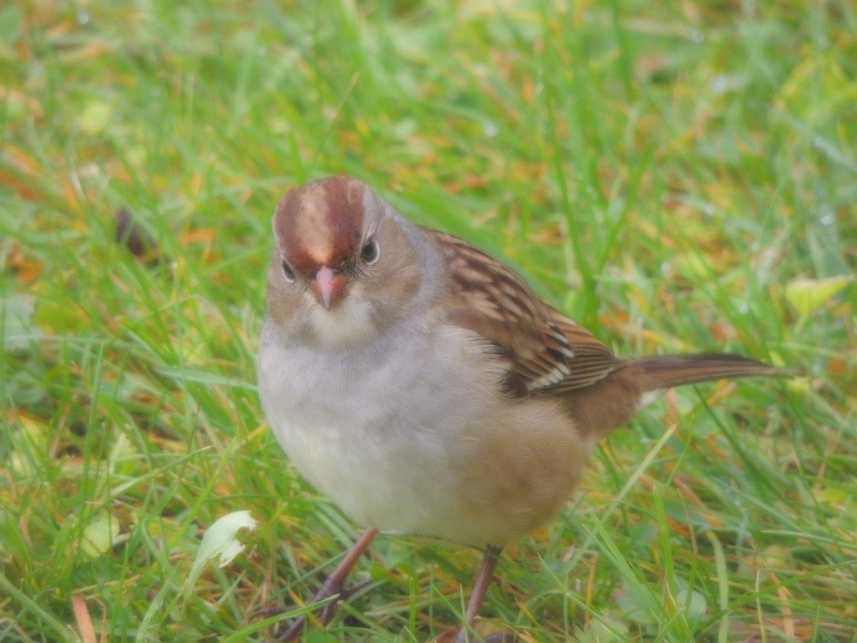new world sparrow sp. - Nancee Cobb