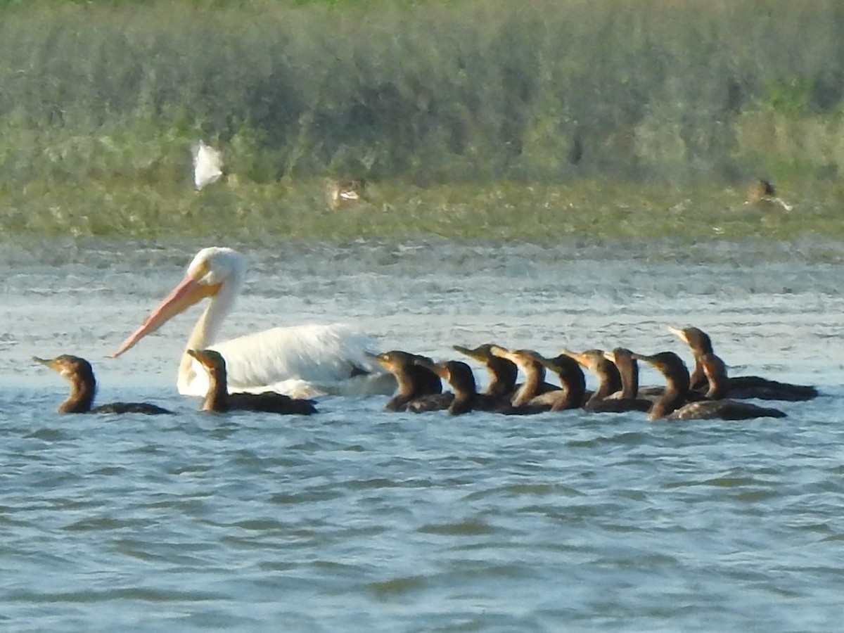 pelikán severoamerický - ML255879671