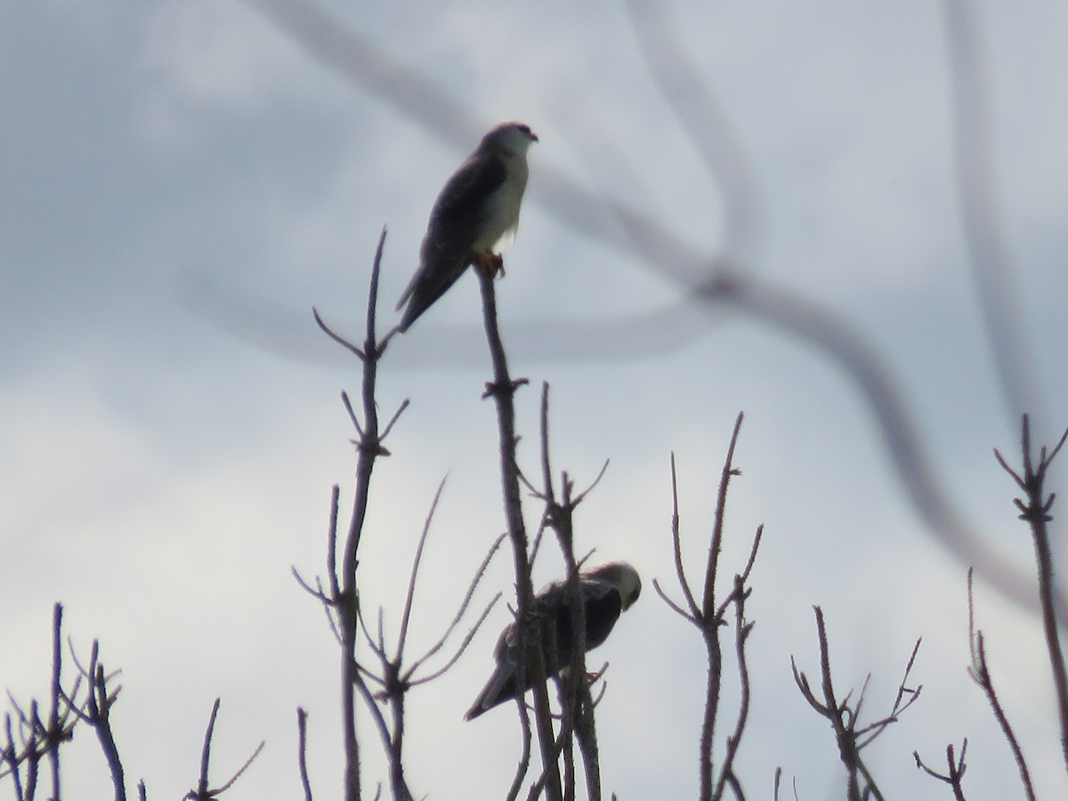 Black-winged Kite - ML255881491