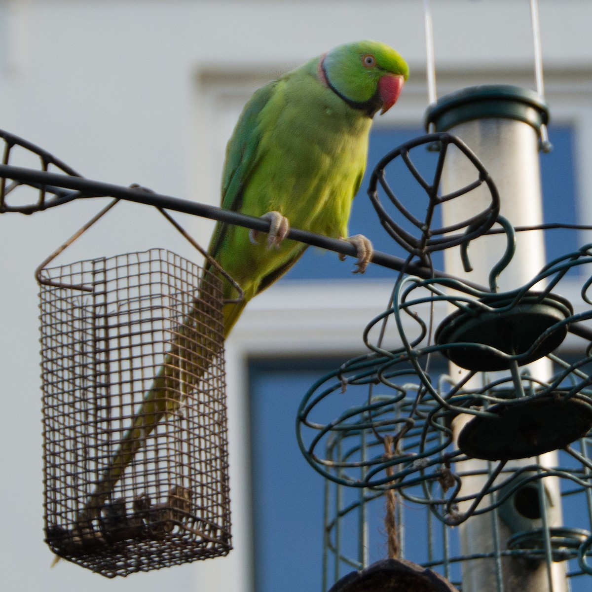 Rose-ringed Parakeet - ML255882711